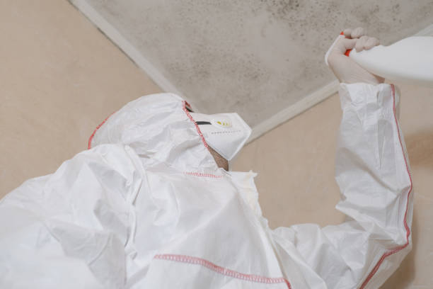 Best Residential Mold Remediation in Vinita Park, MO
