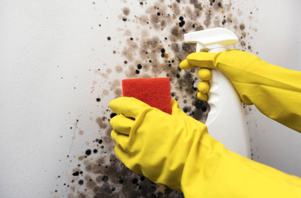 Best Mold Testing and Inspection Services in Vinita Park, MO