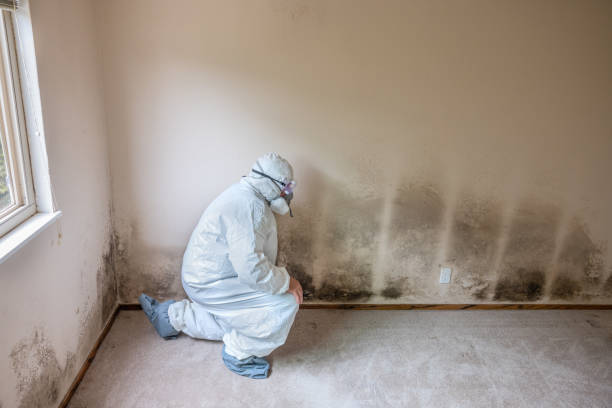 Best Industrial Mold Remediation in Vinita Park, MO