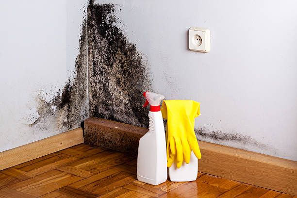 Best Basement Mold Remediation in Vinita Park, MO