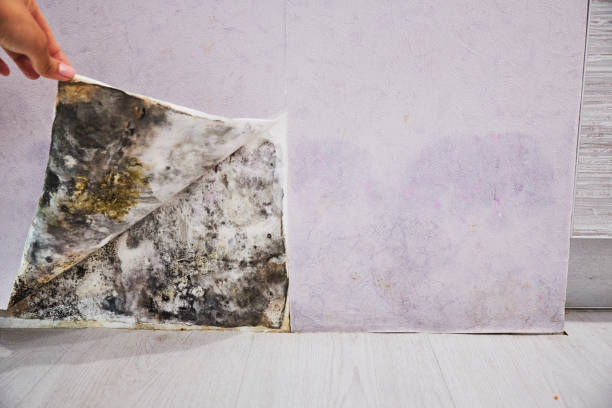 Best Residential Mold Remediation in Vinita Park, MO